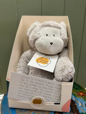 Loved before Dennis monkey